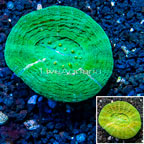 Scolymia Coral Australia (click for more detail)