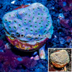 LiveAquaria® Cultured Pavona Coral (click for more detail)