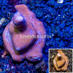 LiveAquaria® Cultured Blue Ridge Coral (click for more detail)