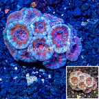 LiveAquaria® Cultured Acan Lord Coral (click for more detail)