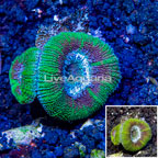 LiveAquaria® Cultured Acan Lord Coral (click for more detail)