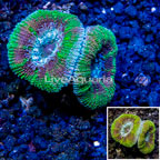 LiveAquaria® Cultured Acan Lord Coral (click for more detail)