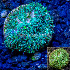 LiveAquaria® Cultured Galaxea Coral (click for more detail)