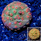 LiveAquaria® Cultured Cyphastrea Frag (click for more detail)