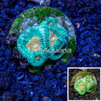 LiveAquaria® Cultured Goniastrea Brain Coral (click for more detail)
