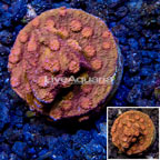 LiveAquaria® Cultured Cyphastrea Frag (click for more detail)