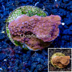 LiveAquaria® Cultured Montipora Coral (click for more detail)