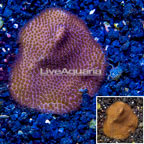 LiveAquaria® Cultured Montipora Coral (click for more detail)