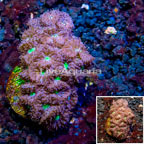 LiveAquaria® Cultured Blastomussa Coral (click for more detail)