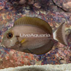 Epaulette Surgeonfish [Blemish] (click for more detail)