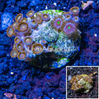 Zoanthus Coral Indonesia (click for more detail)