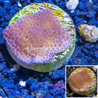 LiveAquaria® Cultured Montipora Coral (click for more detail)