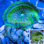 Mini Carpet Anemone (click for more detail)