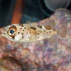 Porcupine Puffer (click for more detail)