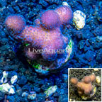 LiveAquaria® Cultured Stylophora Coral (click for more detail)