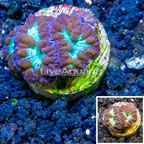 LiveAquaria® Cultured Blastomussa Coral (click for more detail)