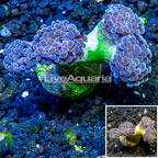LiveAquaria® Cultured Hammer Coral (click for more detail)