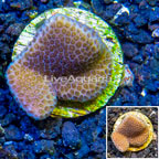 LiveAquaria® Cultured Montipora Coral (click for more detail)