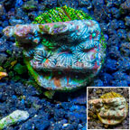 LiveAquaria® Cultured War Coral (click for more detail)