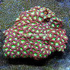 Aussie Blastomussa Coral  (click for more detail)