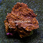 Aussie Scrolling Montipora Coral (click for more detail)
