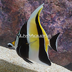 Moorish Idol [Blemish] EXPERT ONLY (click for more detail)