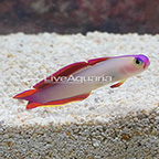 Purple Firefish (click for more detail)
