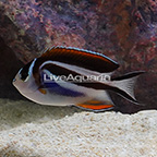Bellus Angelfish, Female (click for more detail)