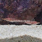 Longnose Hawkfish (Bonded Pair) (click for more detail)