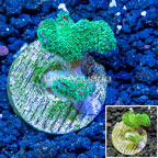 LiveAquaria® Cultured Pocillopora Coral (click for more detail)