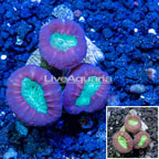 LiveAquaria® Cultured Candy Cane Coral (click for more detail)