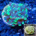 LiveAquaria® Cultured Hammer Coral (click for more detail)
