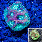 LiveAquaria® Cultured Favia Coral (click for more detail)