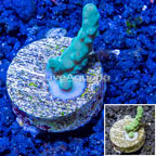 LiveAquaria® Cultured Acropora Coral (click for more detail)