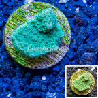 LiveAquaria® Cultured Montipora Coral (click for more detail)