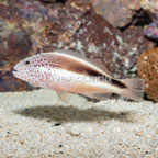 Freckled Hawkfish (click for more detail)