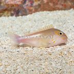Arc-eye Hawkfish (click for more detail)