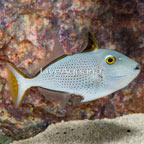 Red Tail Triggerfish (click for more detail)