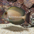 Orange Stripe Bristletooth Tang (click for more detail)