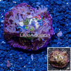Pom Pom Xenia and Zoanthus Combo Rock Indonesia (click for more detail)