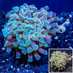 LiveAquaria® Cultured Hammer Coral (click for more detail)