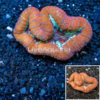 Lobed Brain Coral Tonga (click for more detail)