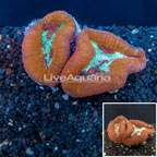 Lobed Brain Coral Tonga (click for more detail)