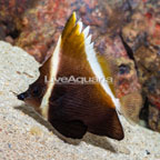 Heniochus Brown Butterflyfish (click for more detail)