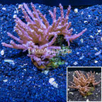 Tree Coral Indonesia (click for more detail)