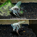 Captive-Bred Panda Angelfish, Pair (click for more detail)
