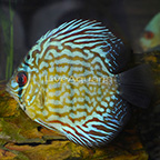 Red Turquoise Discus (click for more detail)