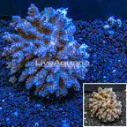 Branching Acropora Coral Tonga (click for more detail)