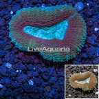 Lobed Brain Coral Australia (click for more detail)