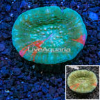 Scolymia Coral Australia (click for more detail)